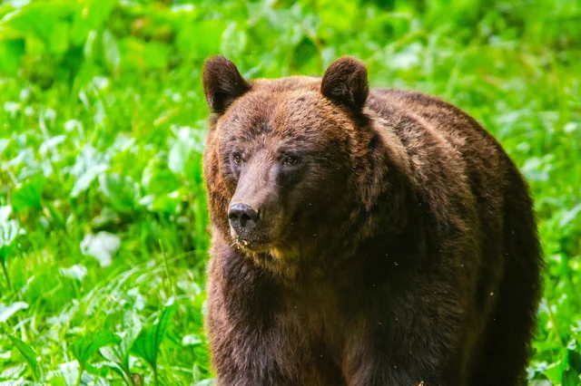 Close-up portrait of a brown bear in the Carpathian Mountains Romania — Ursus arctos