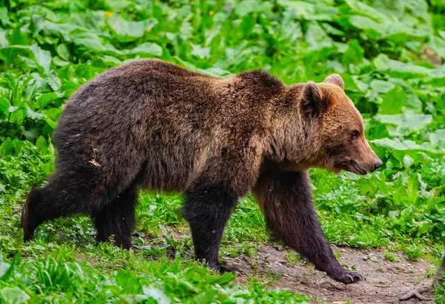 Young brown bear walking along a forest path — Carpathian Mountains Romania