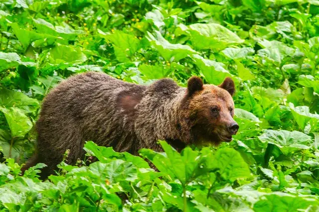 Braunbär im Karpaten-Urwald — Lebensraum mit stehendem Totholz