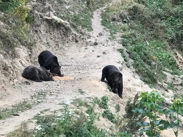 Braunbären bei der Nahrungssuche im natürlichen Karpatenwald — Beobachtung vom Ansitz