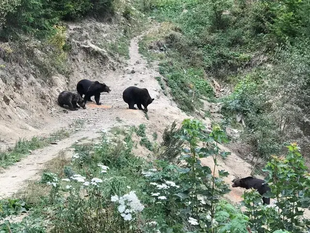 Brown bears foraging near the supplementary feeding point seen from the hide — Carpathians Romania