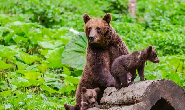 Bärenmutter mit zwei Jungen auf einem Baumstamm im Karpatenwald, Rumänien