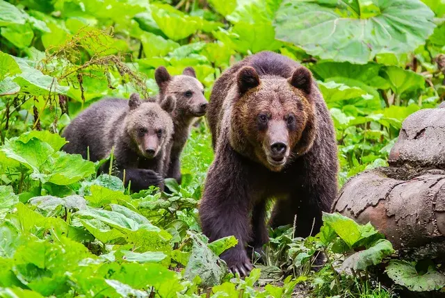 Brown bear family emerging through dense forest vegetation — Carpathian Mountains Romania