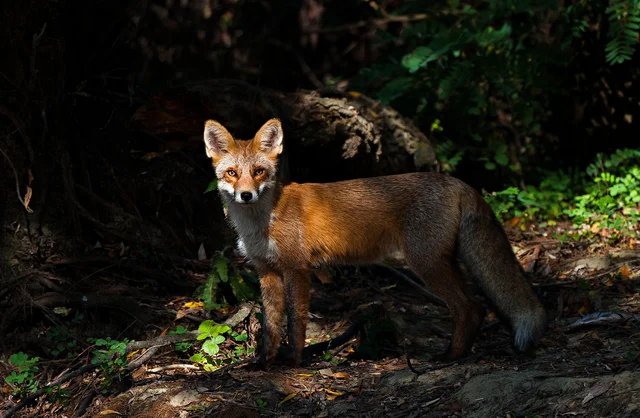 Rotfuchs im Karpatenwald — Wildtiere der rumänischen Berge
