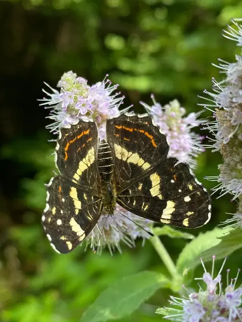 Aglais urticae – Fluturele urzicii, una dintre cele mai comune specii din România