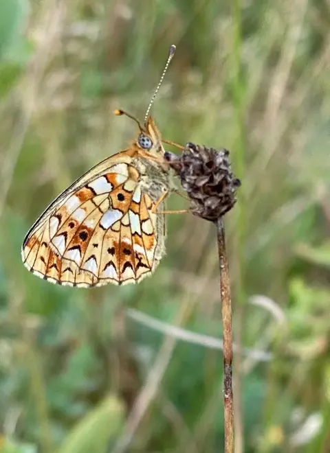 Araschnia levana – Fluturele hartă, specie întâlnită în luminișurile pădurilor din România