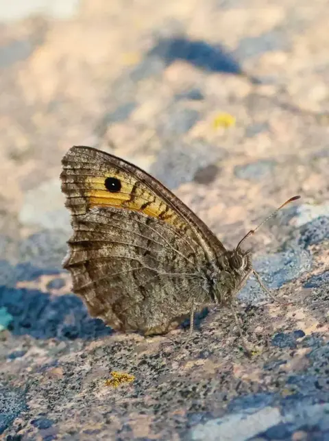 Melitaea-Scheckenfalter auf alpiner Blume, rumänische Karpaten