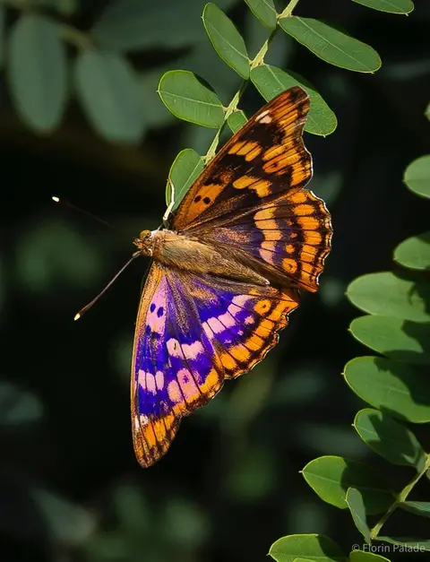 Zerynthia polyxena Südlicher Osterluzeifalter, eine geschützte Art in der Dobrudscha und Südostrumänien