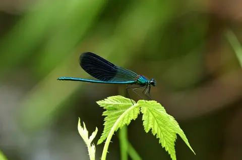 Gebänderte Prachtlibelle (Calopteryx splendens) — Donaudelta