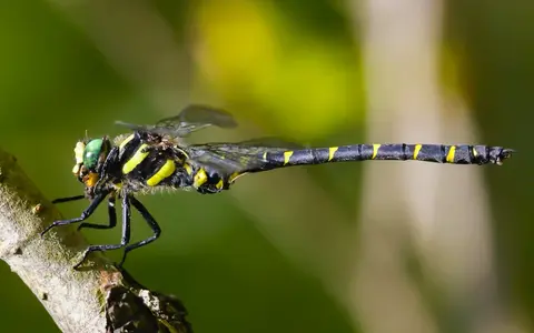 Cordulegaster bidentata — pe malul unui pârâu montan carpatic