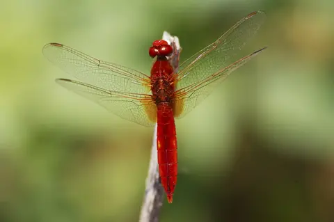 Crocothemis erythraea — libelula stacojie pe vegetație costieră, Dobrogea