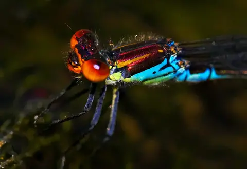 Erythromma viridulum — pe vegetație acvatică, Delta Dunării