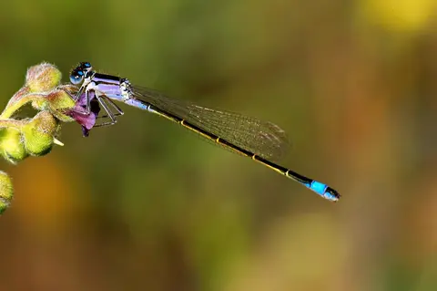 Ischnura elegans — pe stuf, Delta Dunării