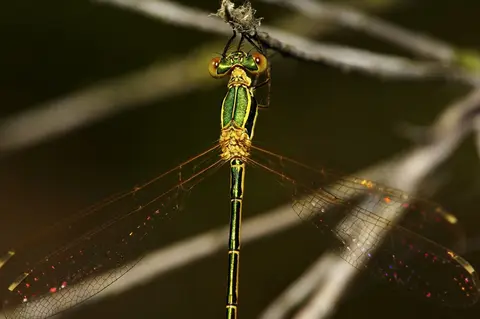 Lestes barbarus — în zonă umedă costieră, Dobrogea