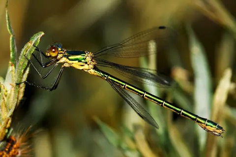 Lestes dryas — în habitat alpin, România