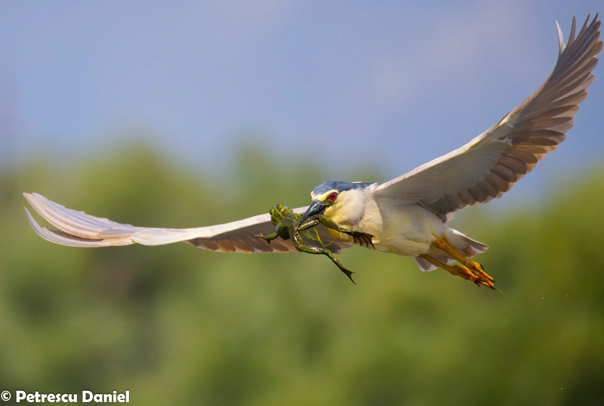 Nachtreiher im Flug in der Abenddämmerung
