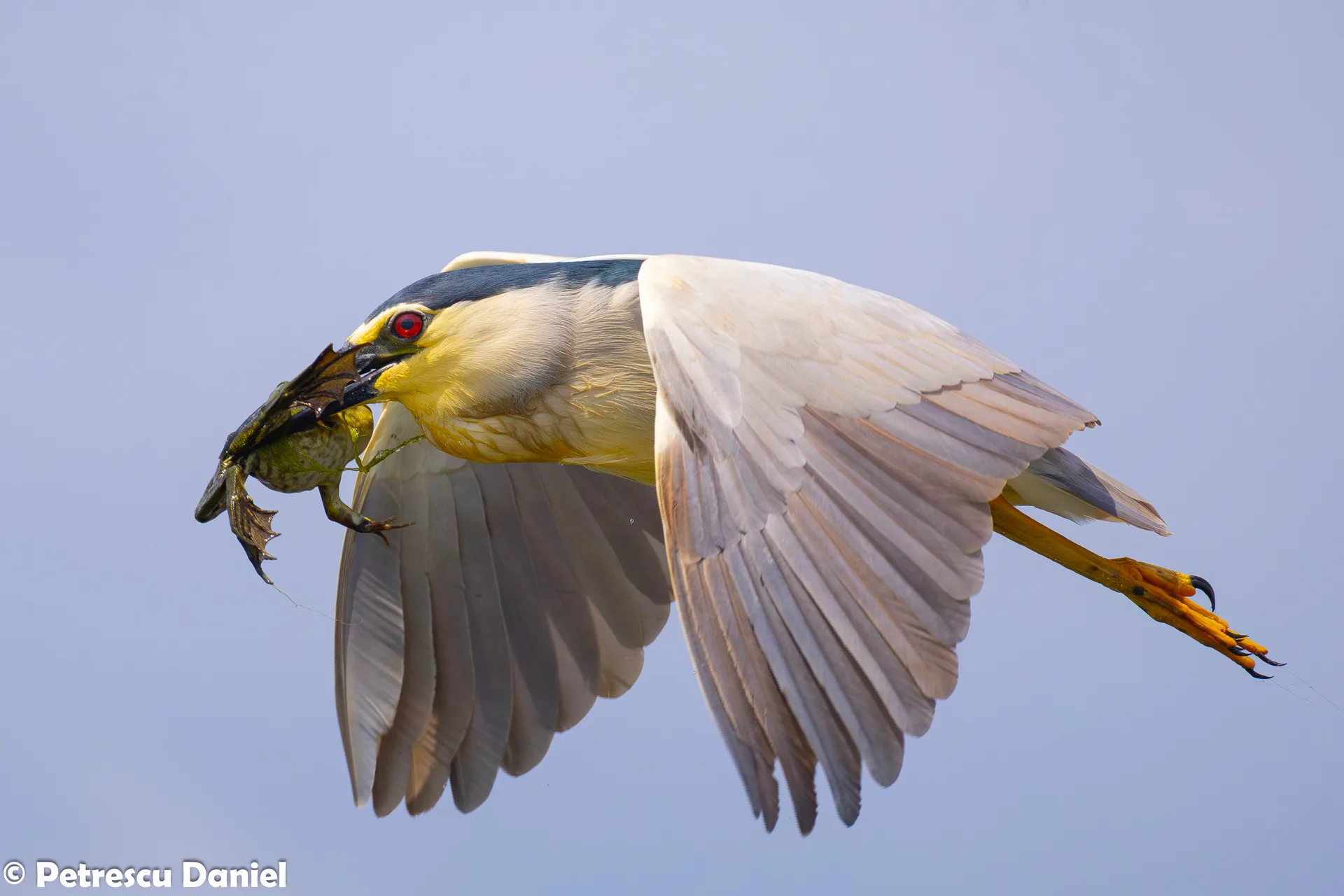 Nachtreiher Altvogel — Brutschmuckfedern