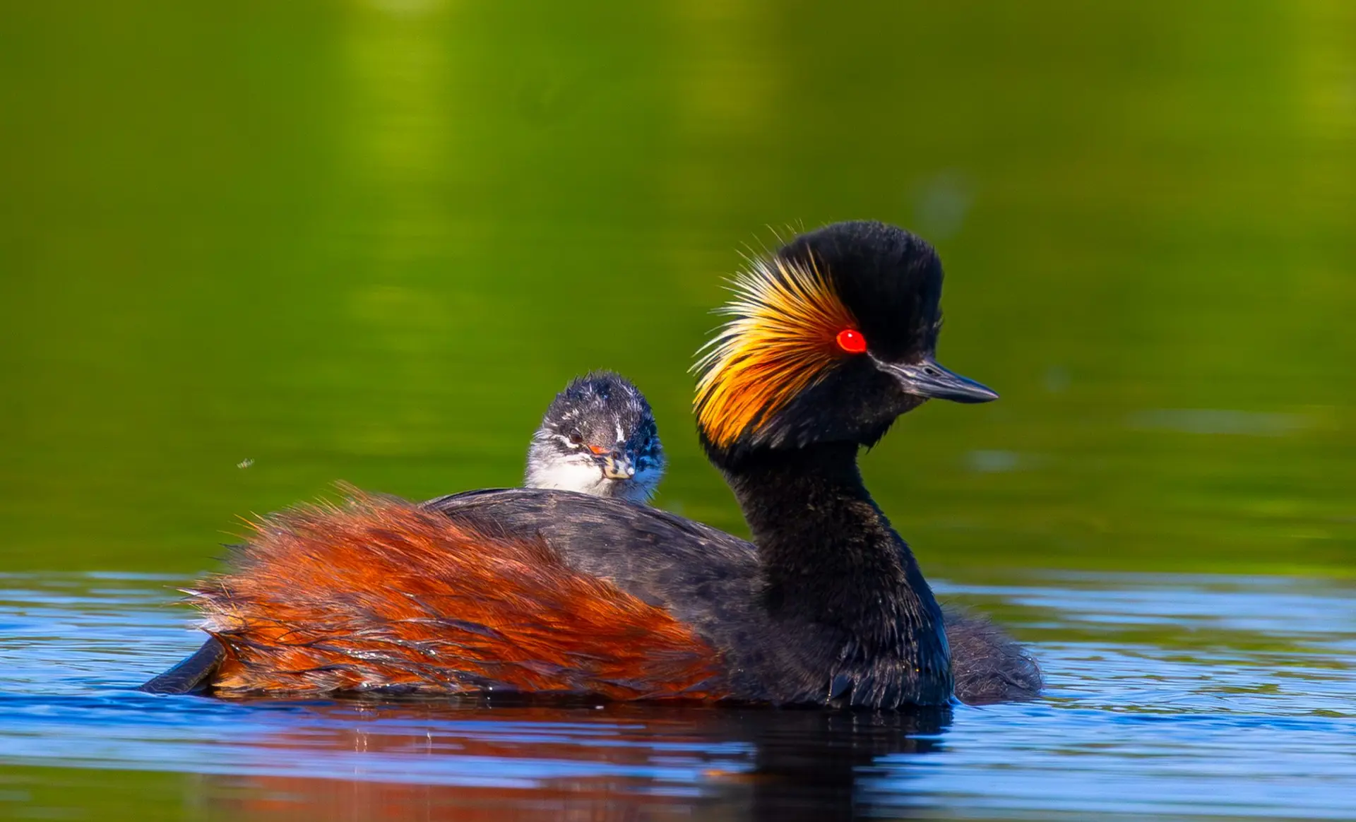 Die besten Vogelbeobachtungstouren in Rumänien