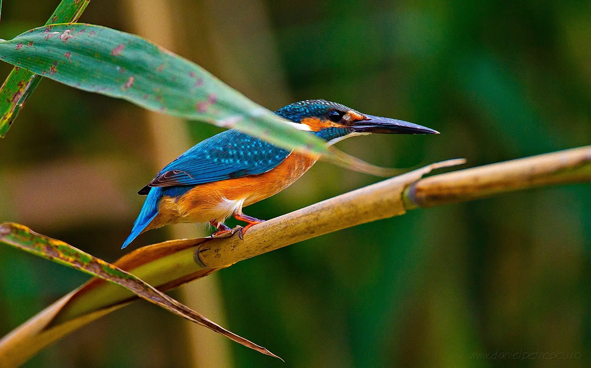 Eisvogel auf Schilfhalm sitzend — Donaudelta