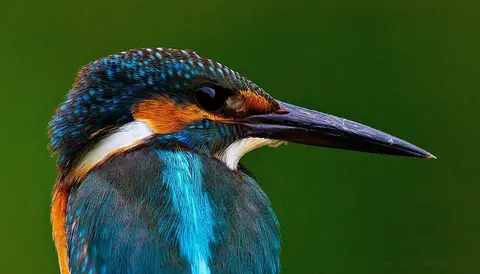 Eisvogel