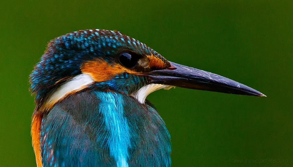 Wetland birds at sunrise — comparison destination