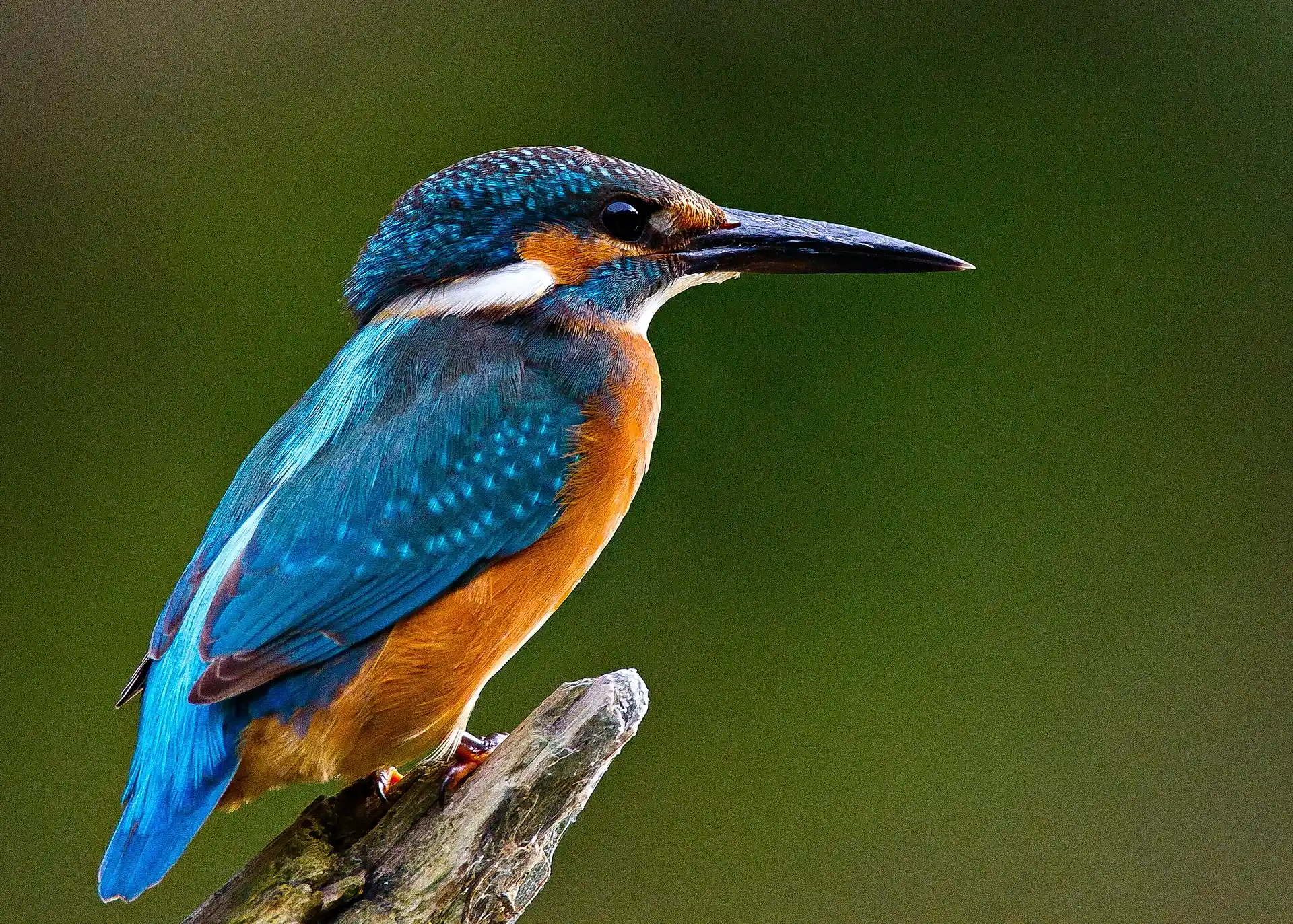 Eisvogel posierend — vollständiges Gefiederdetail sichtbar