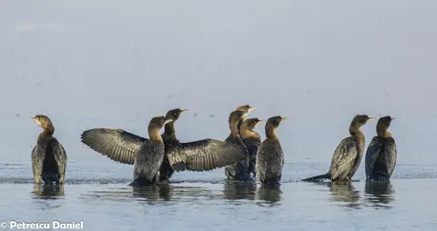 Pygmy Cormorant