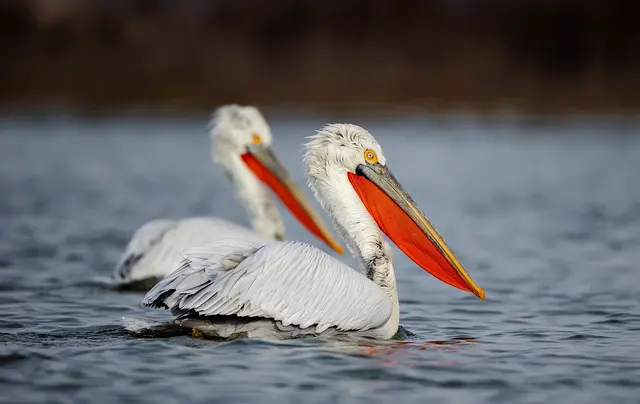 Kroeskoppelikaan (Pelecanus crispus) in de Donaudelta