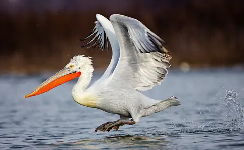 Krauskopfpelikan hebt ab über dem Donaudelta — Ibis Tours Wildlife-Kreuzfahrt Rumänien