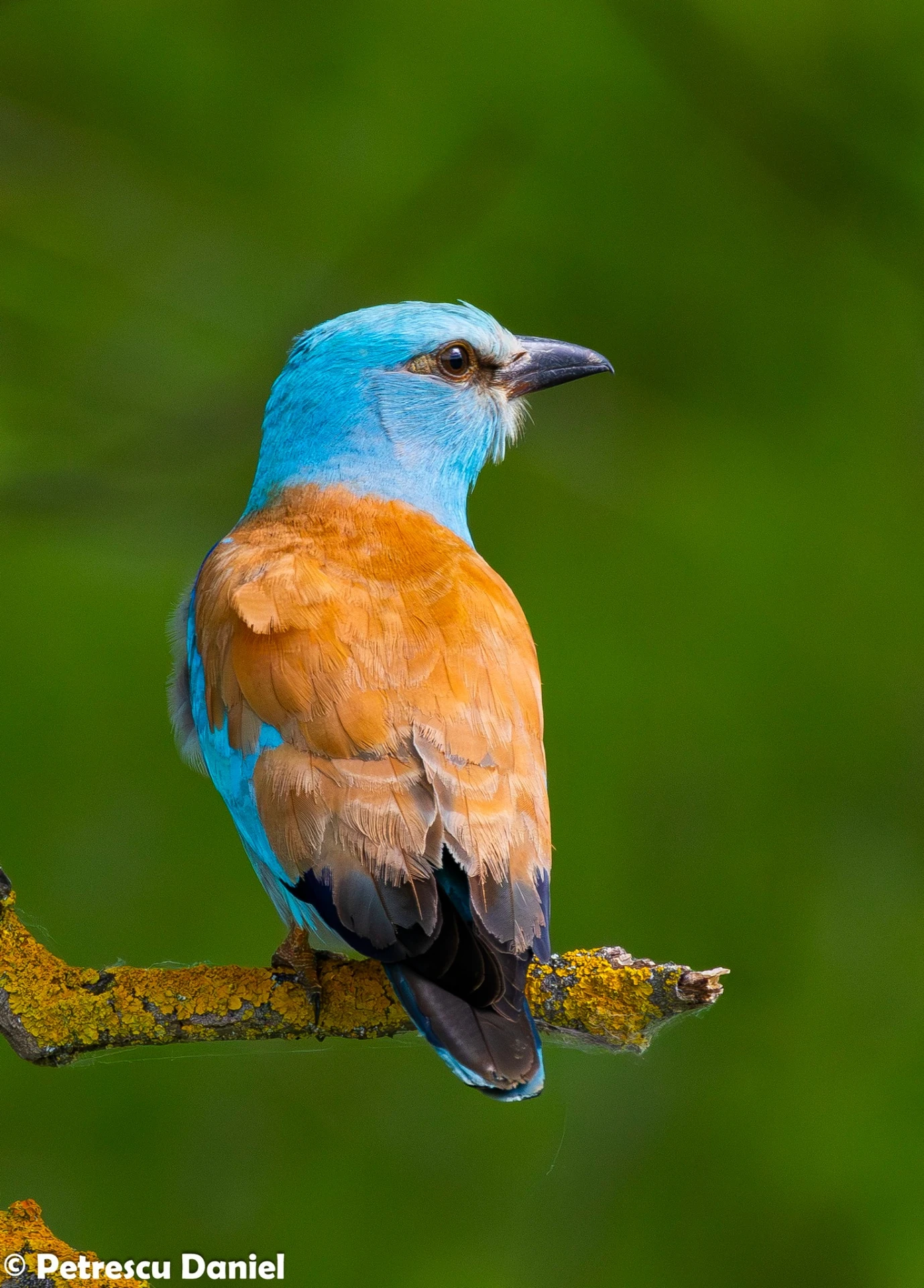 Blauracke auf Ast sitzend — Coracias garrulus