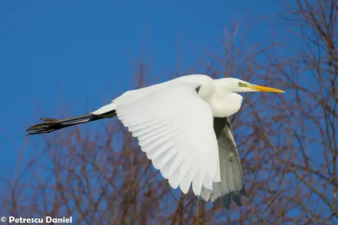 Silberreiher im Flug über das Donaudelta — Reiher auf jedem Ausflug