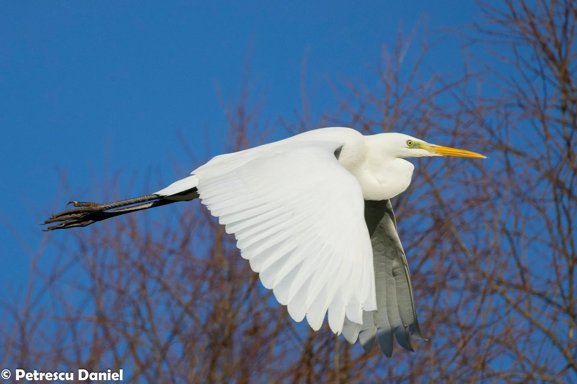 Silberreiher im Winterflug über kahlen Bäumen — Donaudelta
