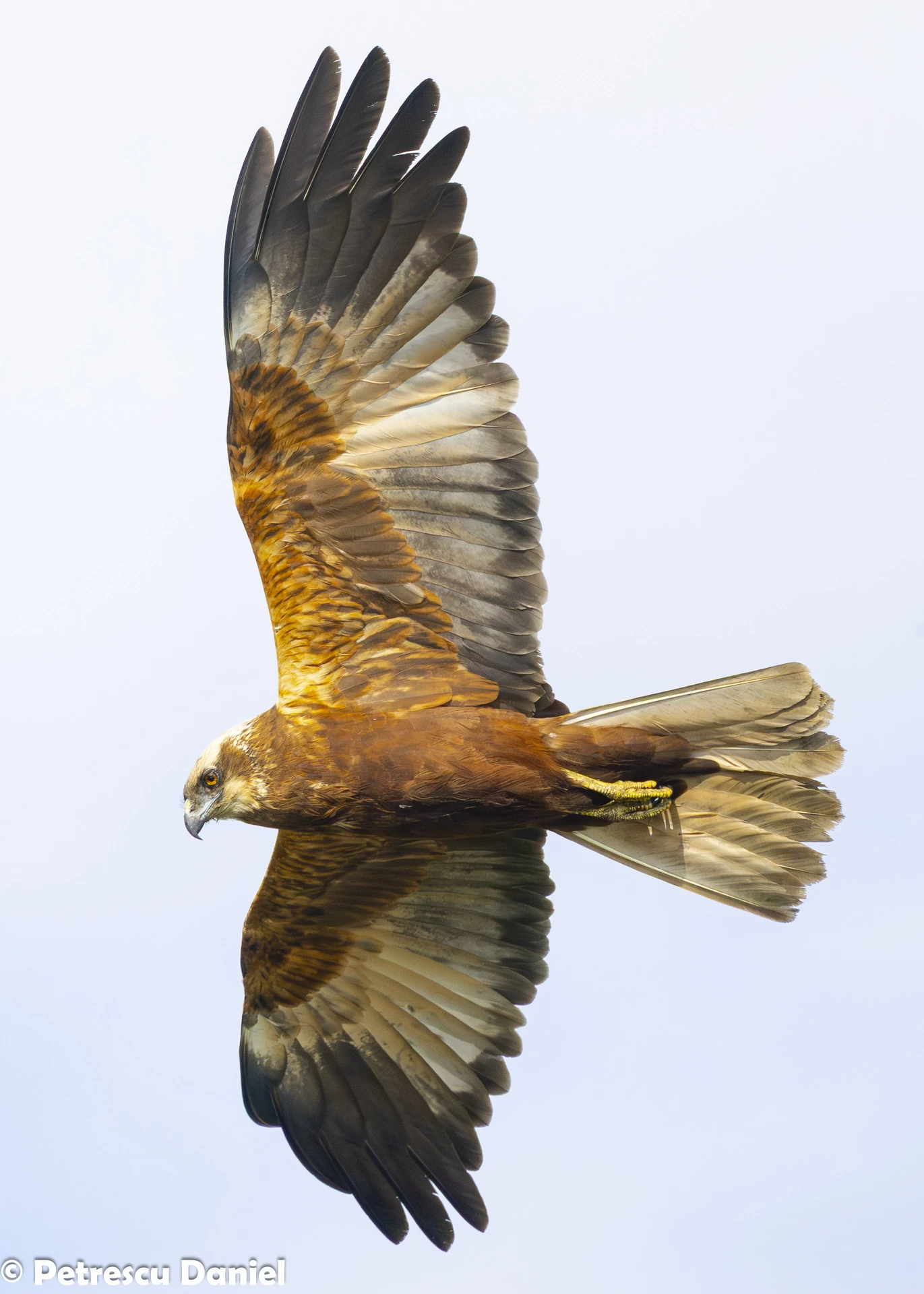 Rohrweihe im Frontalflug — Donaudelta