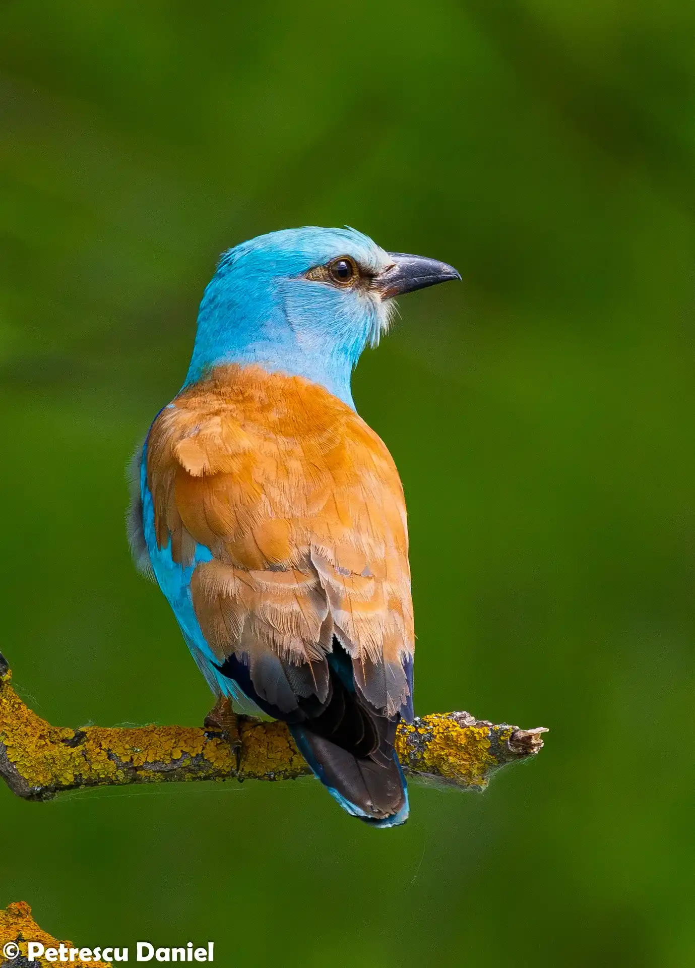 Blauracke mit leuchtendem blauem Gefieder — Rumänien