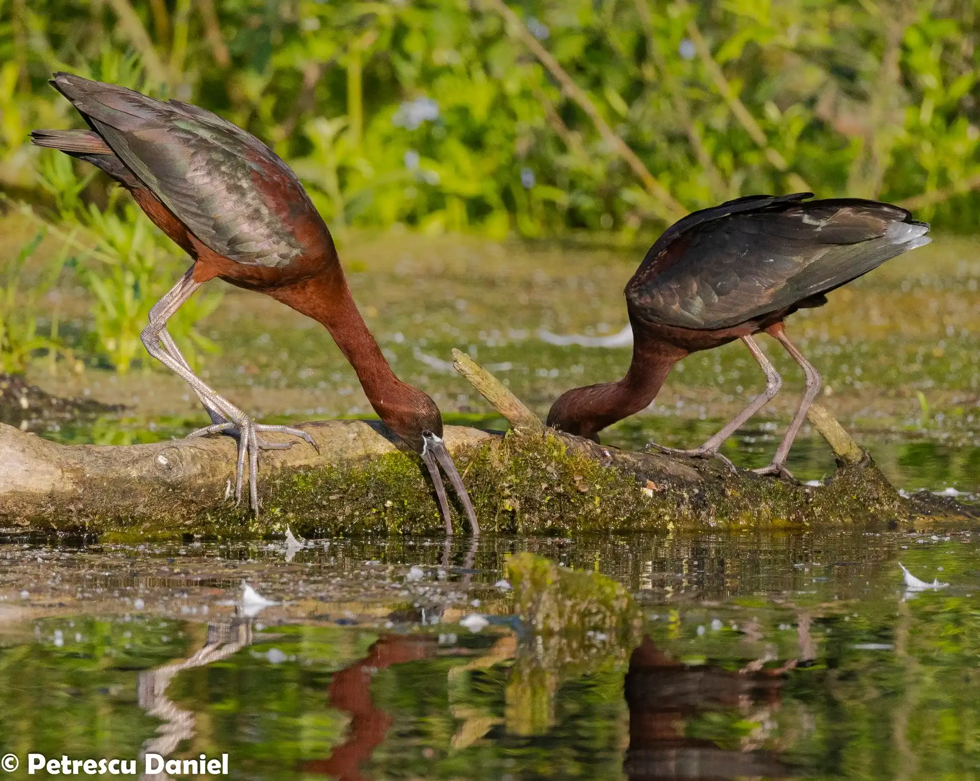 Schwarm Brauner Sichler — Feuchtgebiet im Donaudelta