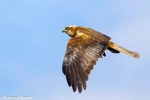 Steinadler im Flug — Brutvogel in den Rumänischen Karpaten