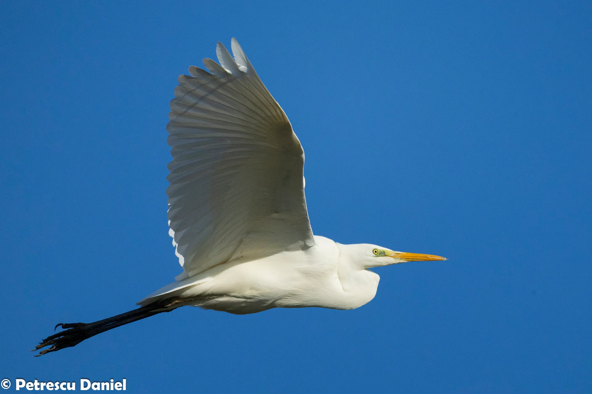Silberreiher im Flug — große Spannweite sichtbar