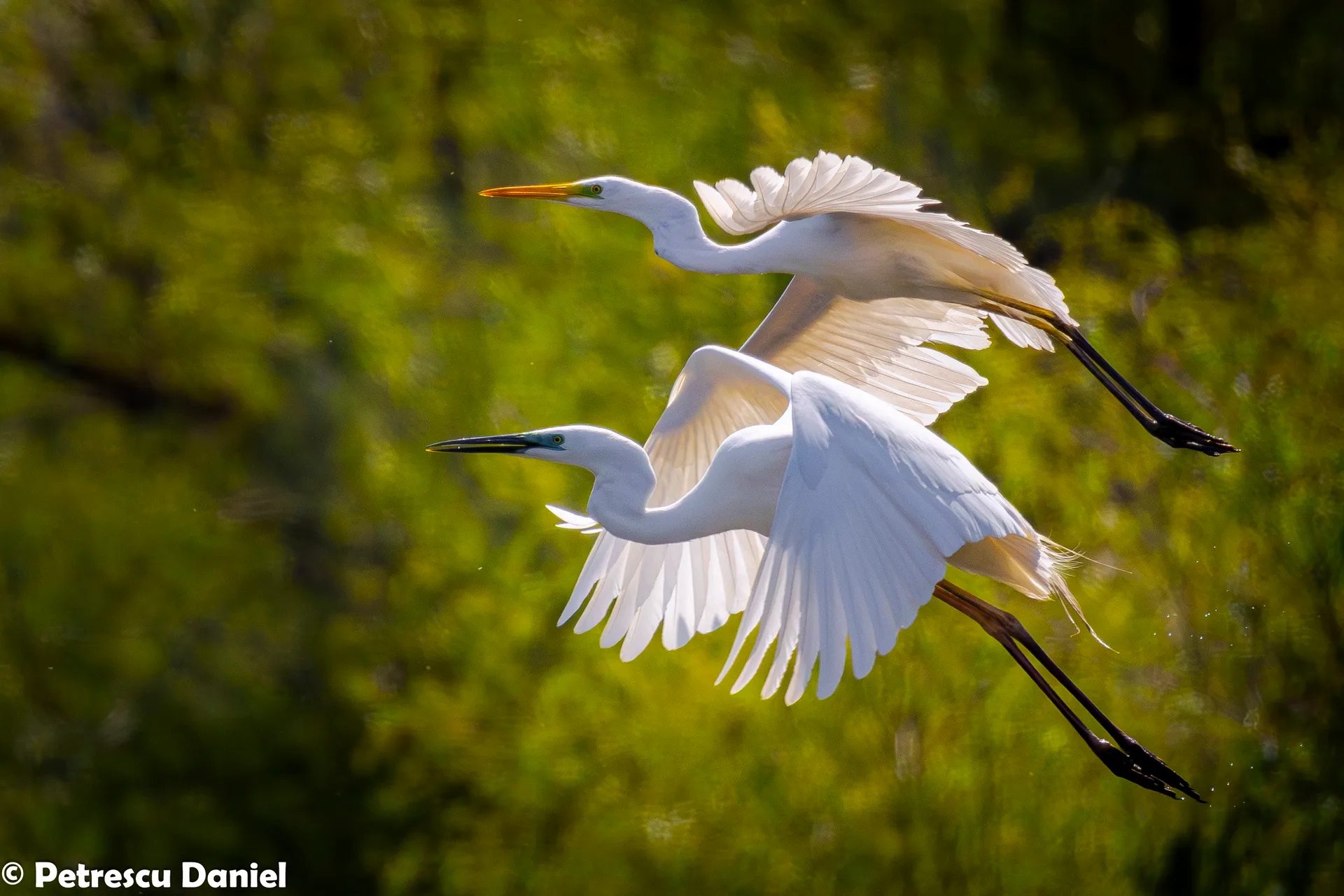 Silberreiher und Seidenreiher im Vergleich — Donaudelta