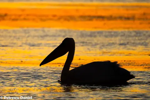 Roze Pelikaan (Pelecanus onocrotalus) in de Donaudelta
