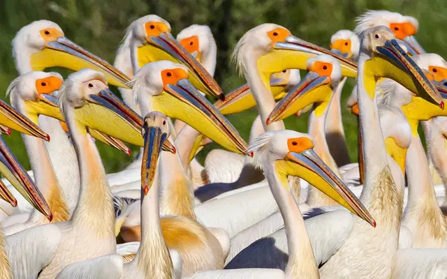 Danube Delta birdwatching cruise 4 days — Sireasa protected zone
