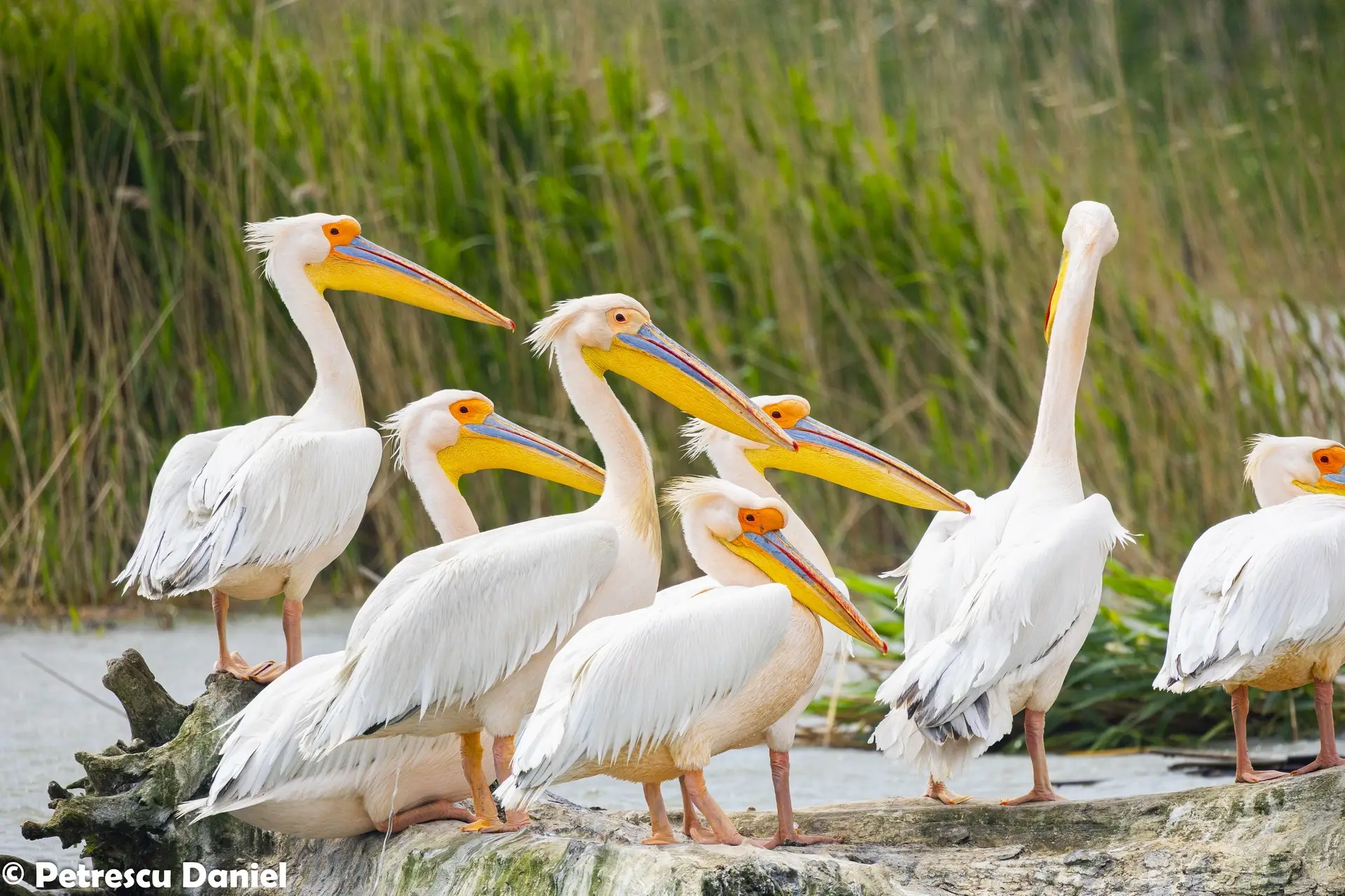 Rosapelikan-Gruppe am Ufer — Donaudelta