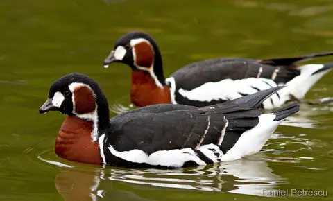 Red-breasted Goose