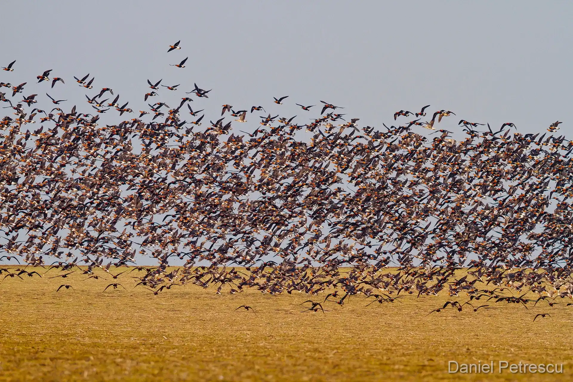 Rothalsgans Nahaufnahme Porträt — Branta ruficollis