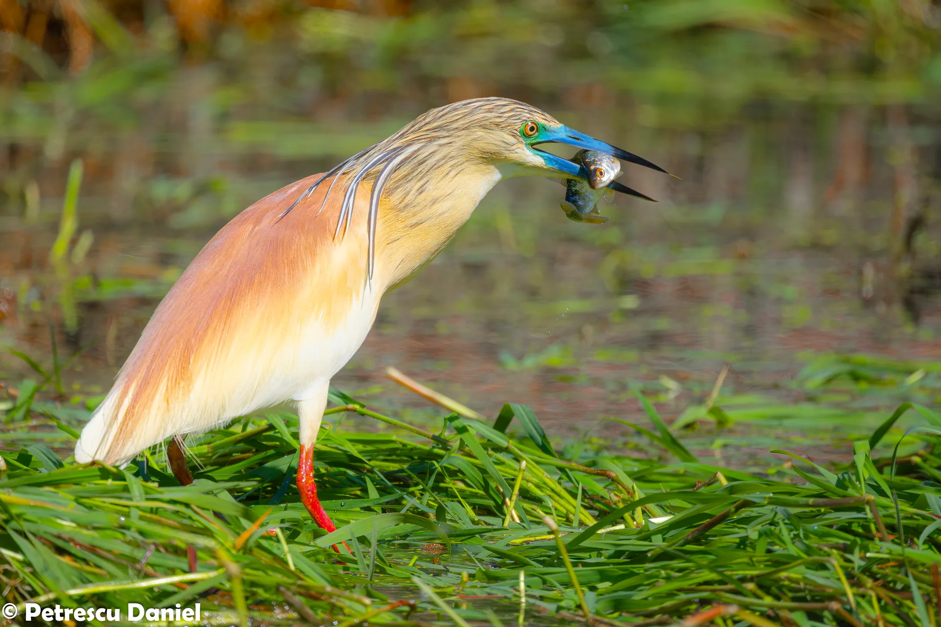 Rallenreiher im Flug mit weißen Flügeln — Donaudelta