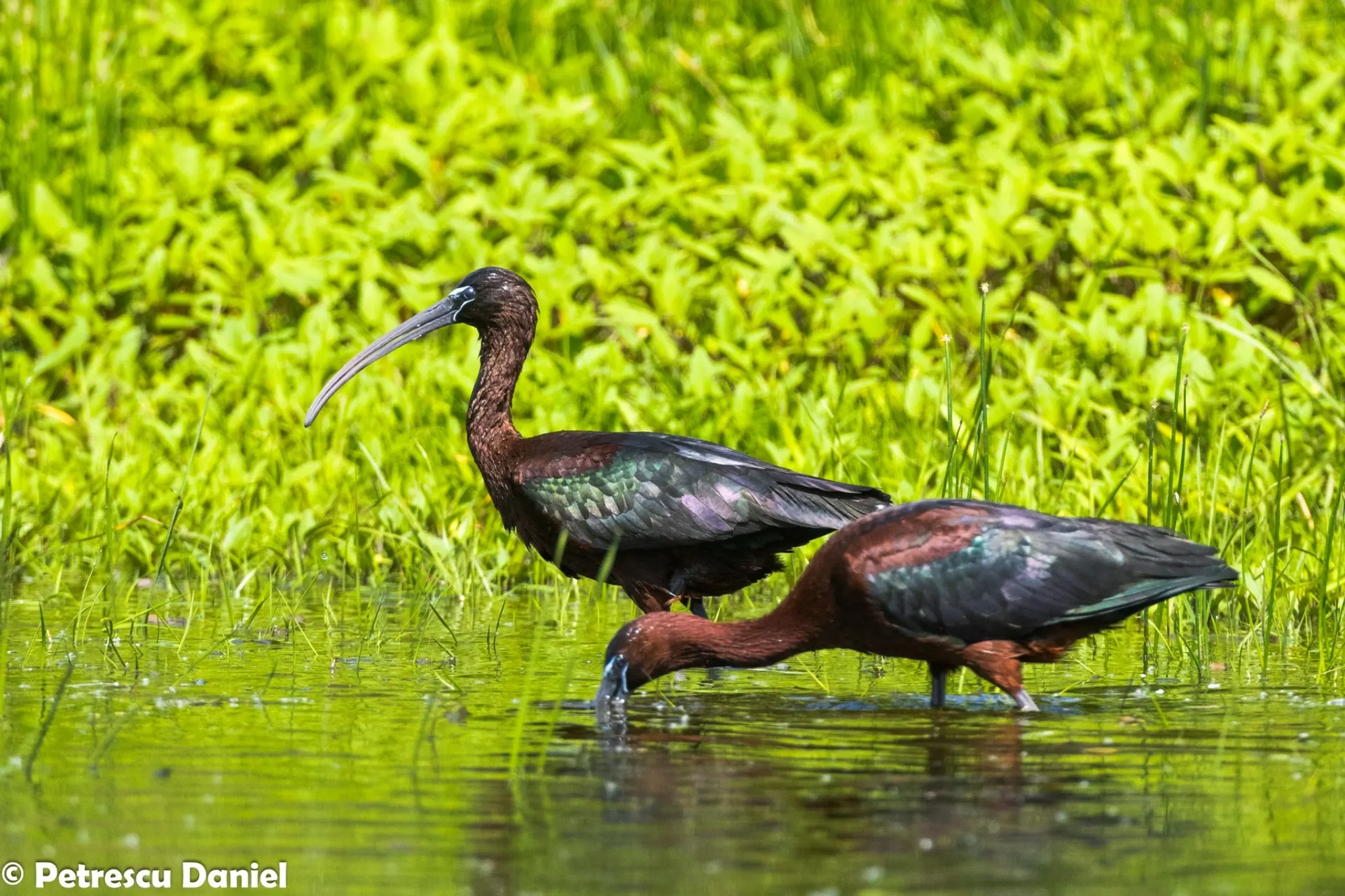 Braune Sichler bei der Nahrungssuche im Flachwasser — Plegadis falcinellus