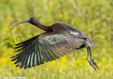 Glossy Ibis