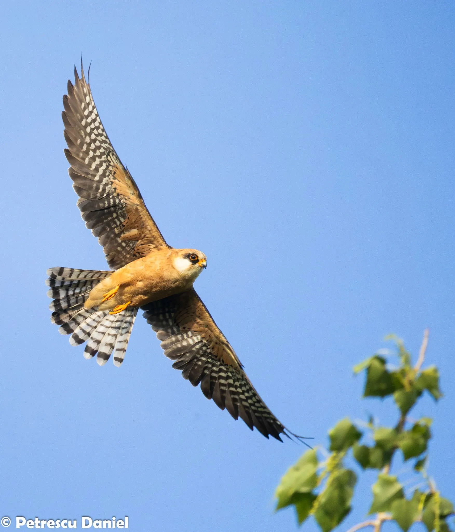RotfuÃfalke Weibchen im Seitenflug