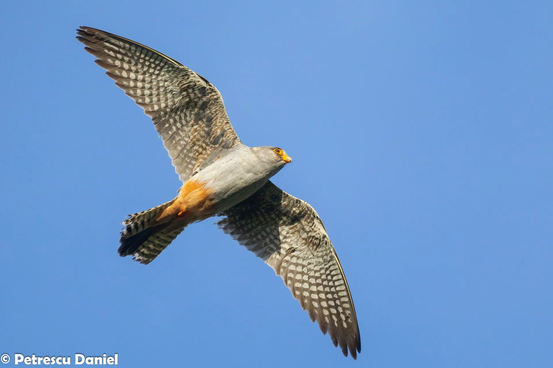RotfuÃfalke MÃ¤nnchen im Flug vor blauem Himmel
