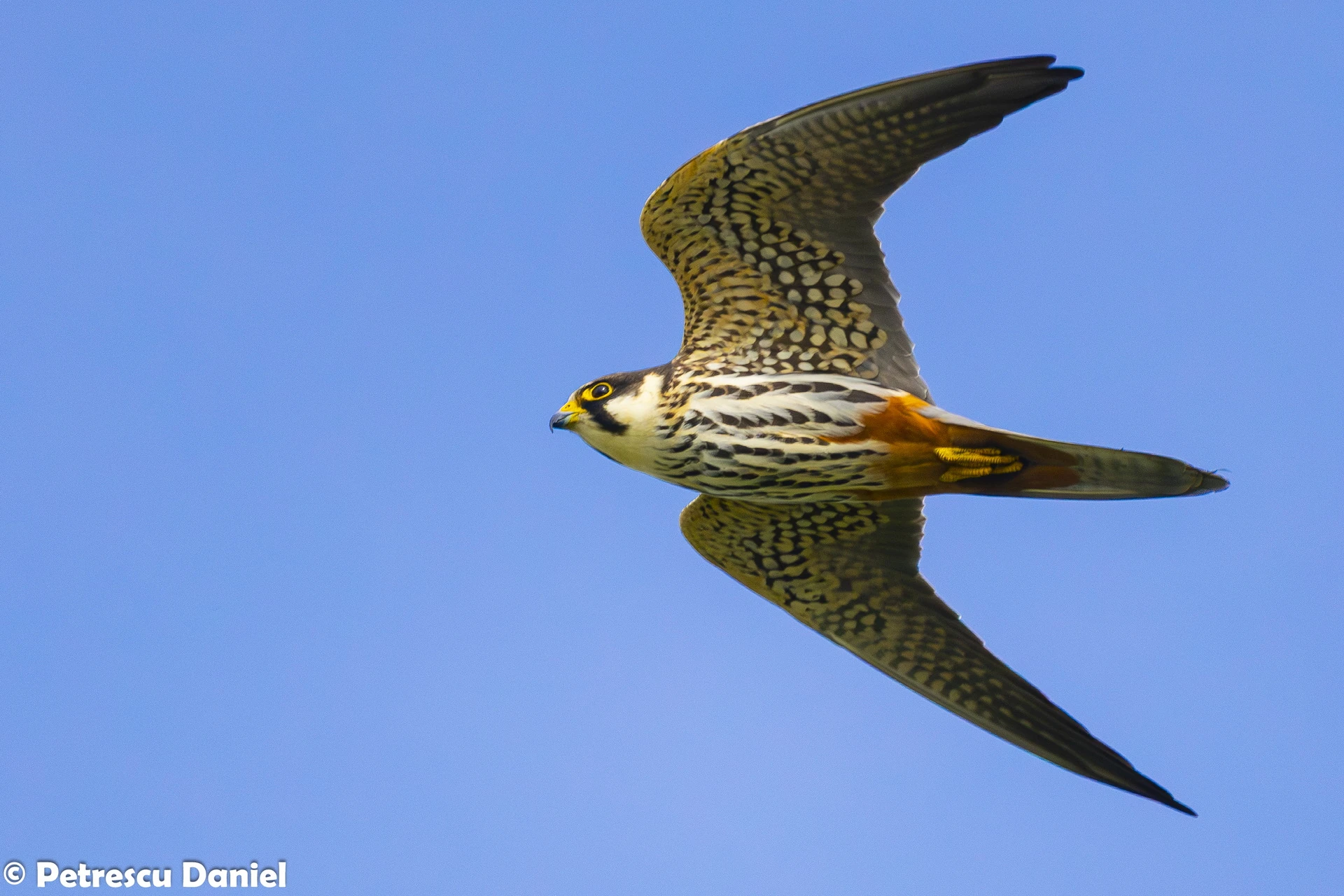 RotfuÃfalke im Flug â Donaudelta