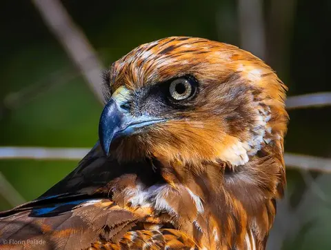Marsh Harrier